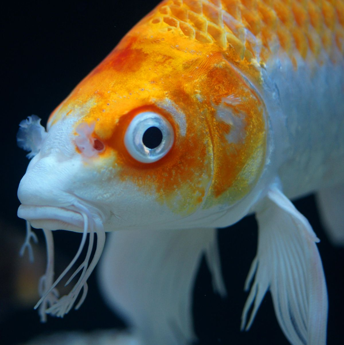 Koi putih oranye