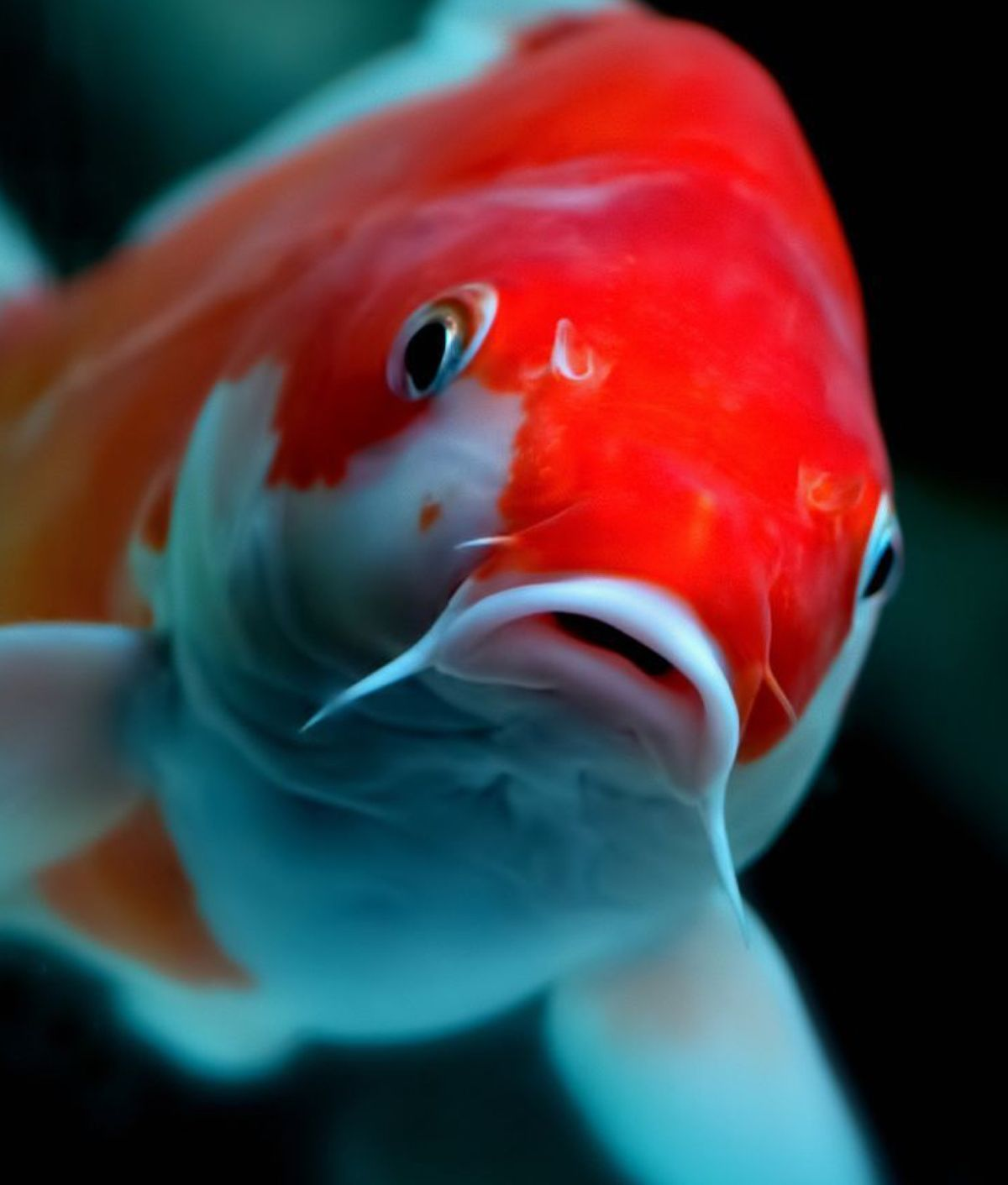 Koi merah putih