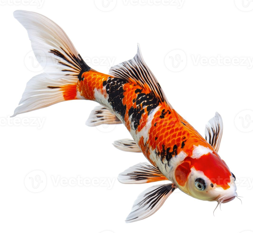 Ikan koi corak merah hitam putih